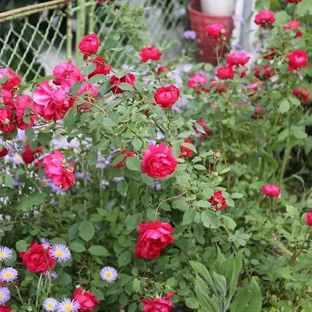 Venera Apartment Velingrad