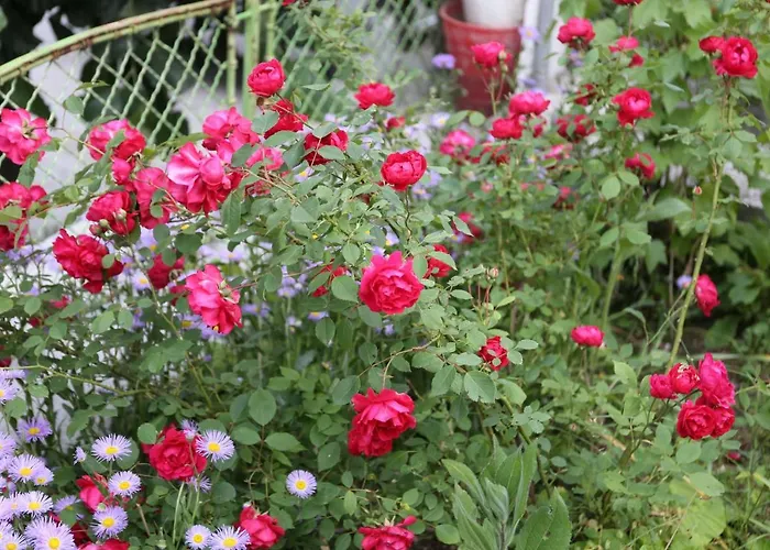 Venera Apartment Velingrad